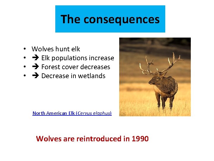 The consequences • • Wolves hunt elk Elk populations increase Forest cover decreases Decrease