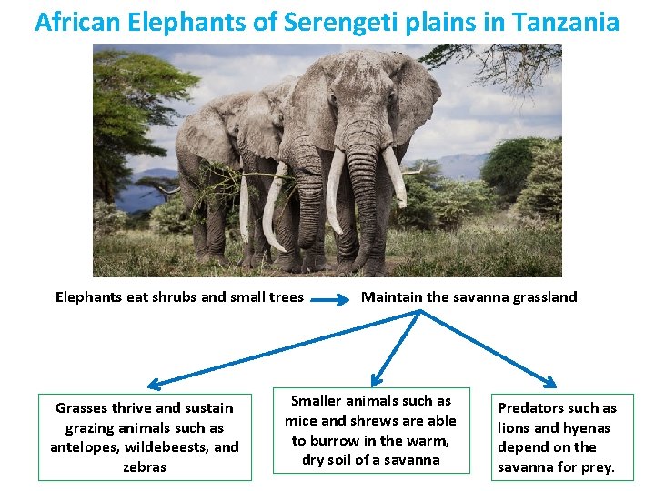 African Elephants of Serengeti plains in Tanzania Elephants eat shrubs and small trees Grasses