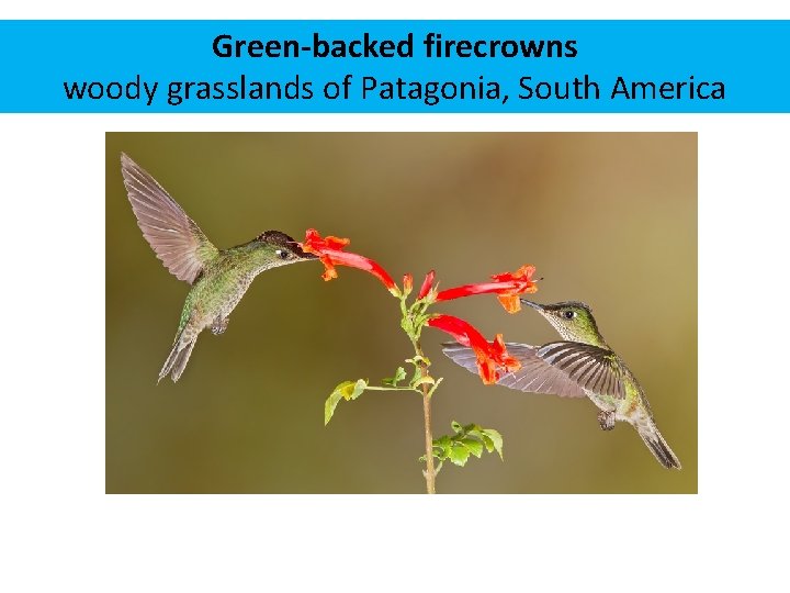 Green-backed firecrowns woody grasslands of Patagonia, South America 