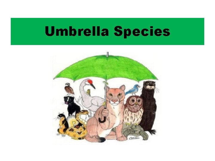 Umbrella Species 