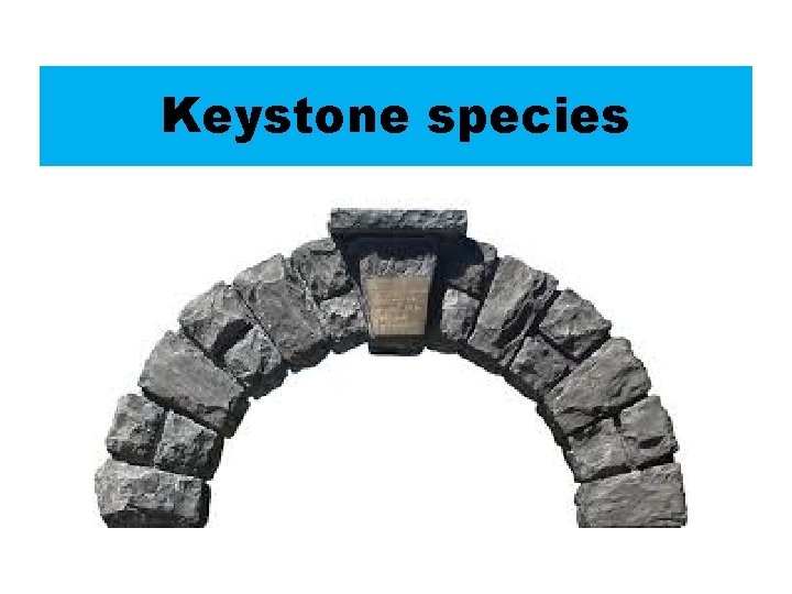 Keystone species 