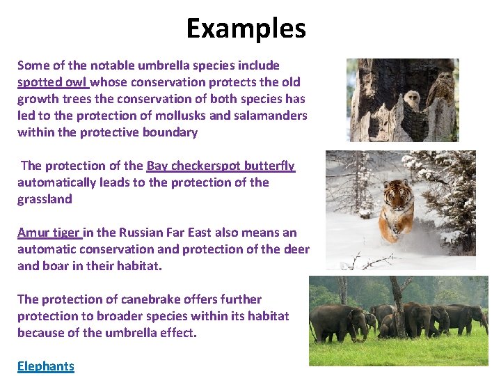 Examples Some of the notable umbrella species include spotted owl whose conservation protects the