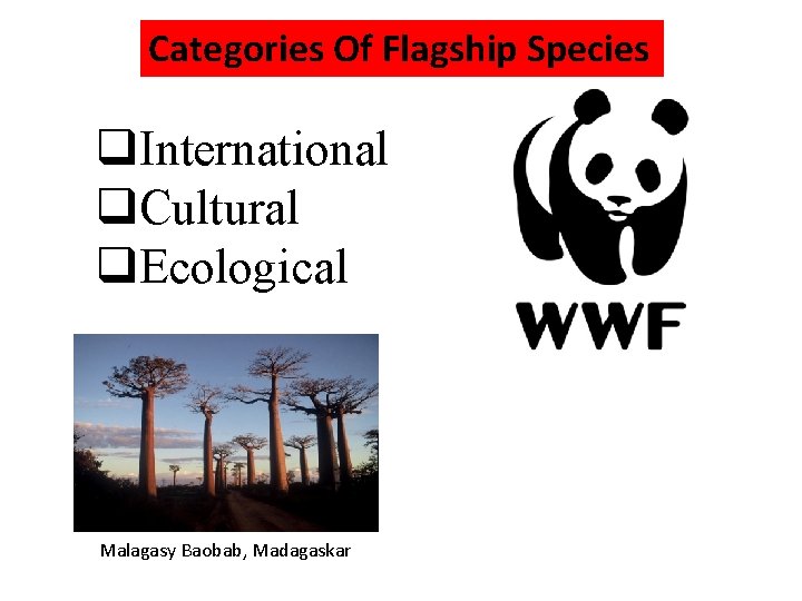 Categories Of Flagship Species q. International q. Cultural q. Ecological Malagasy Baobab, Madagaskar 