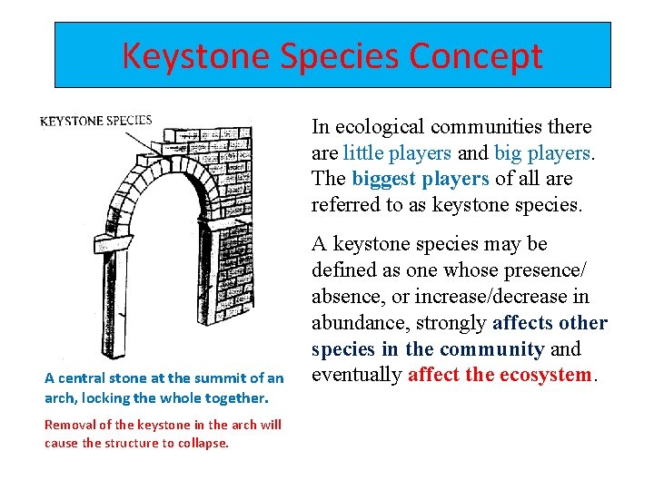 Keystone Species Concept In ecological communities there are little players and big players. The