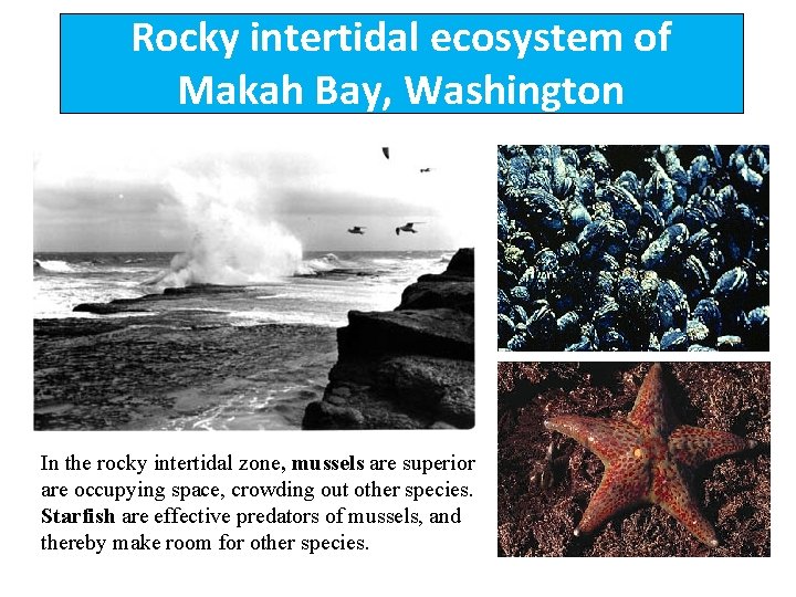 Rocky intertidal ecosystem of Makah Bay, Washington In the rocky intertidal zone, mussels are