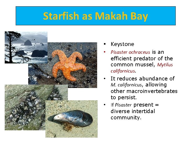 Starfish as Makah Bay • Keystone • Pisaster ochraceus is an efficient predator of