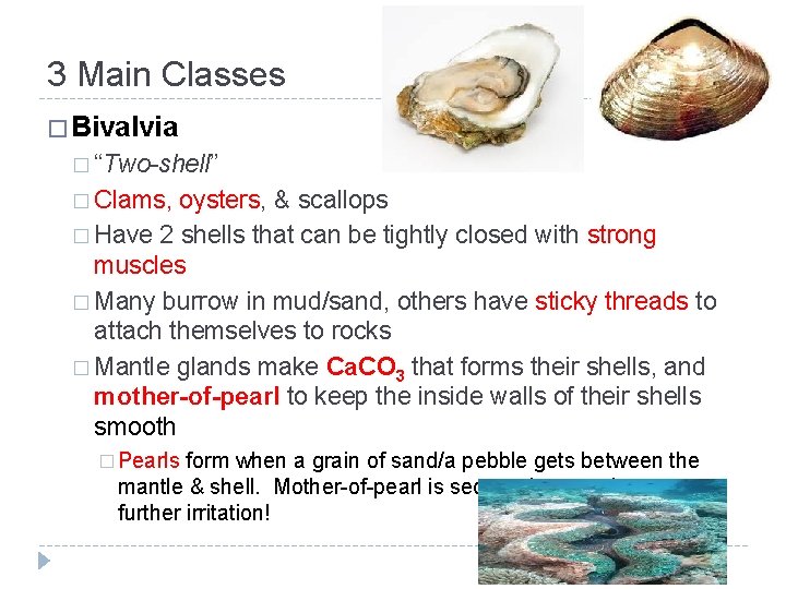 3 Main Classes � Bivalvia � “Two-shell” � Clams, oysters, & scallops � Have