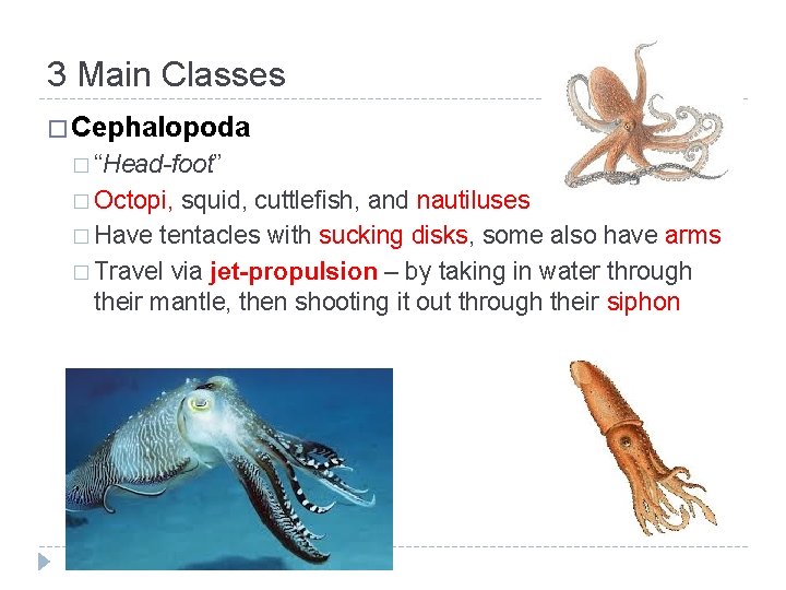 3 Main Classes � Cephalopoda � “Head-foot” � Octopi, squid, cuttlefish, and nautiluses �