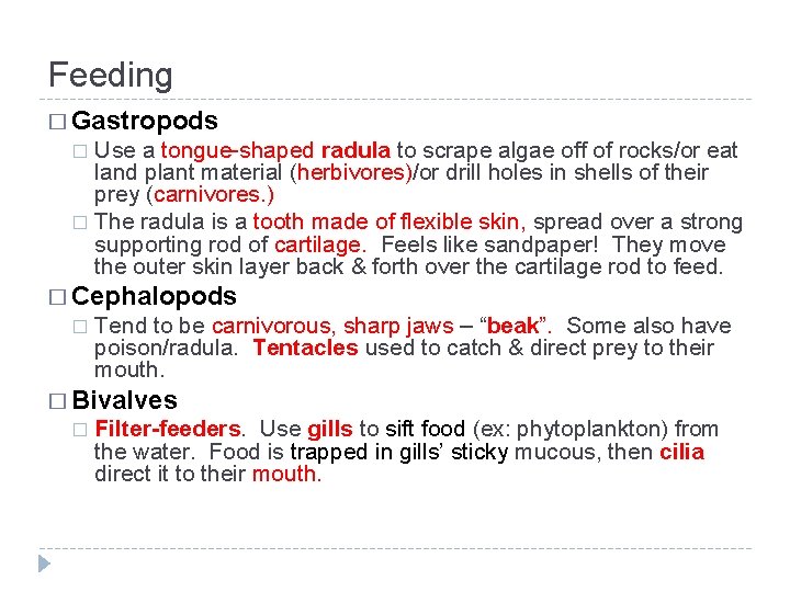 Feeding � Gastropods Use a tongue-shaped radula to scrape algae off of rocks/or eat