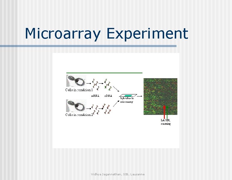Microarray Experiment Vidhya Jagannathan, SIB, Lausanne 