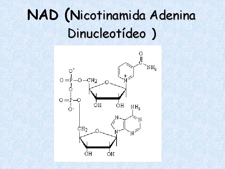 NAD (Nicotinamida Adenina Dinucleotídeo ) 