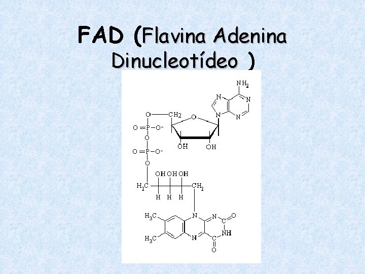 FAD (Flavina Adenina Dinucleotídeo ) 