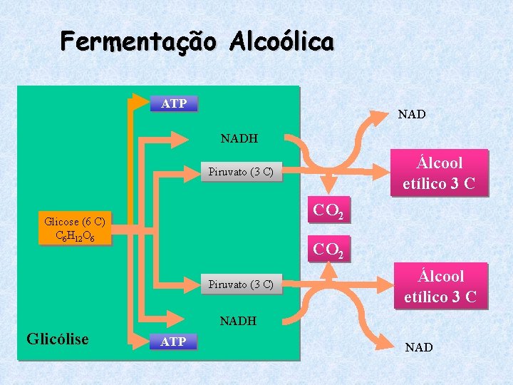 Fermentação Alcoólica ATP NADH Álcool etílico 3 C Piruvato (3 C) CO 2 Glicose