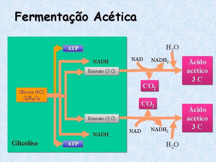 Fermentação Acética H 2 O ATP NADH 2 Piruvato (3 C) CO 2 Glicose