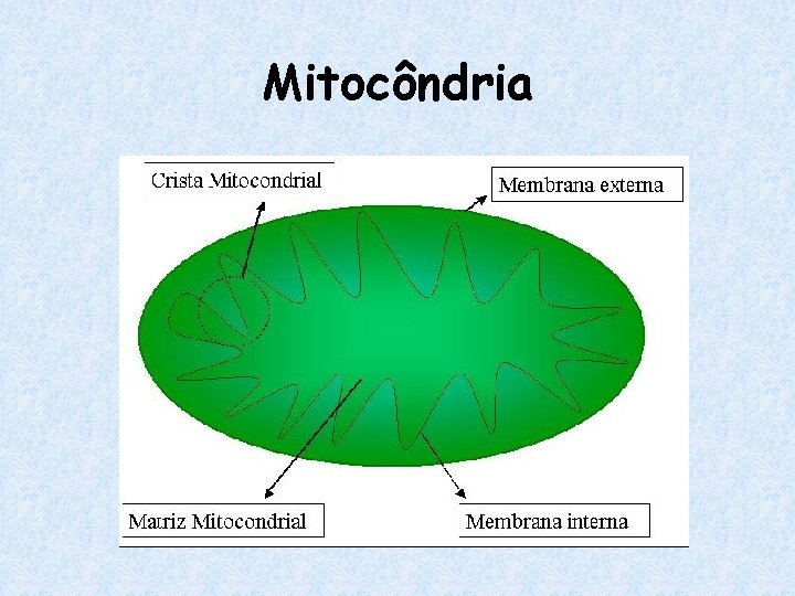 Mitocôndria 