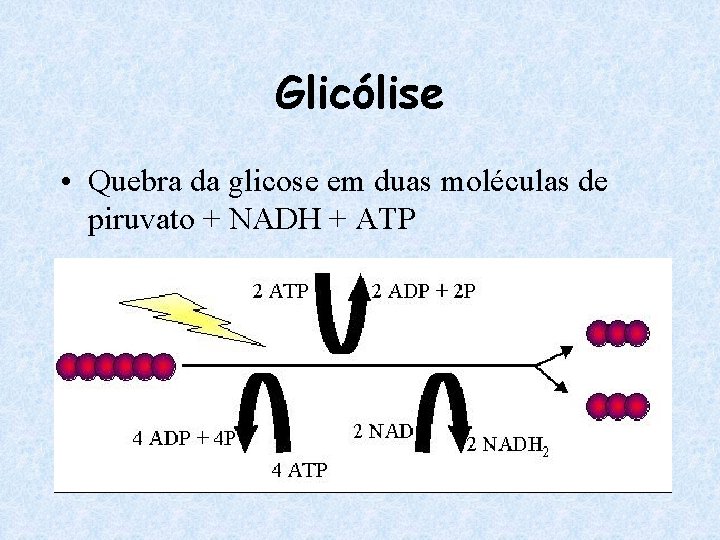 Glicólise • Quebra da glicose em duas moléculas de piruvato + NADH + ATP