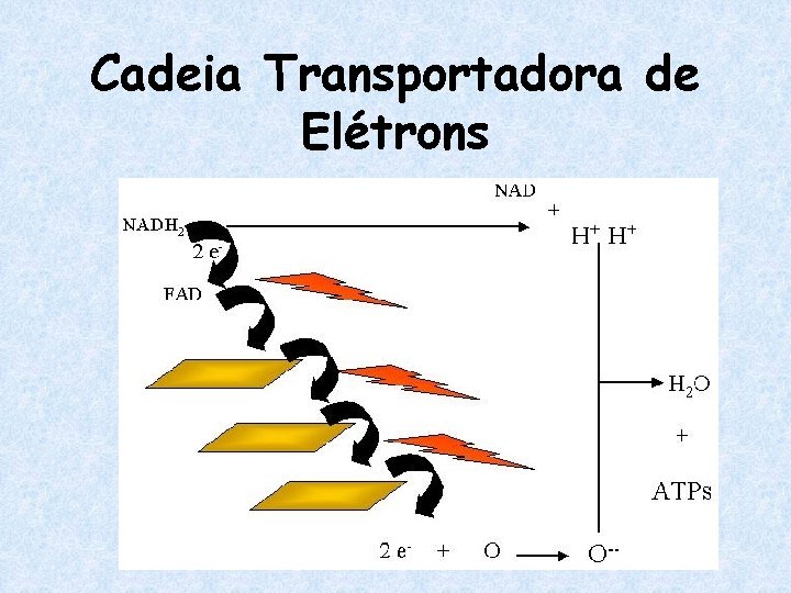 Cadeia Transportadora de Elétrons 