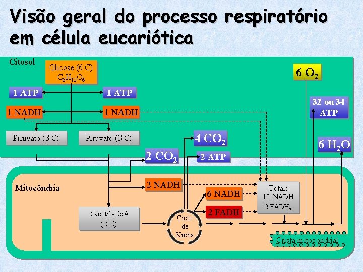 Visão geral do processo respiratório em célula eucariótica Citosol Glicose (6 C) C 6