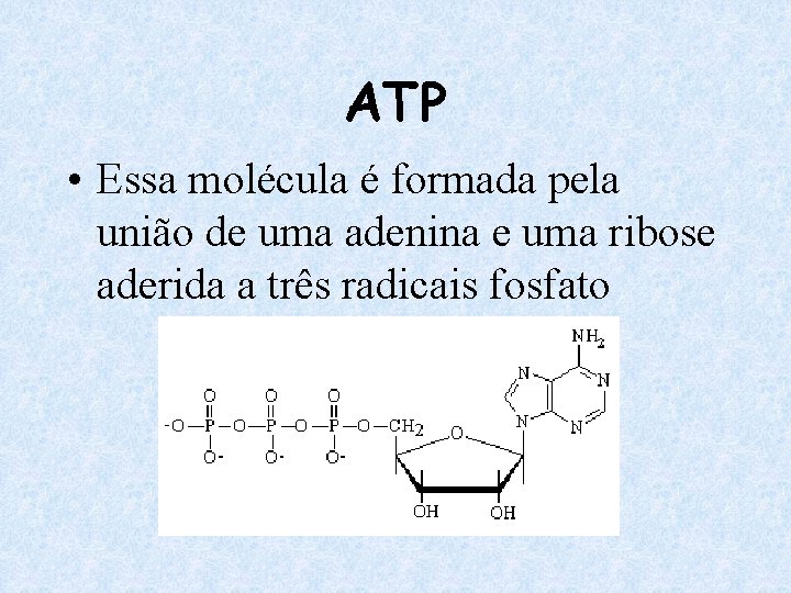 ATP • Essa molécula é formada pela união de uma adenina e uma ribose