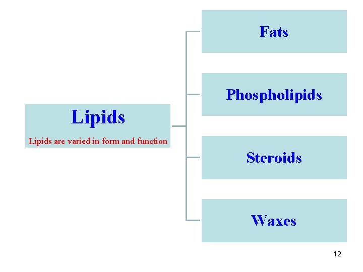 Fats Phospholipids Lipids are varied in form and function Steroids Waxes 12 