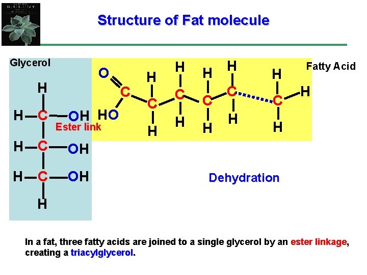 Structure of Fat molecule Glycerol O H OH Ester link H C OH H