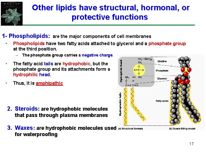 Other lipids have structural, hormonal, or protective functions 1 - Phospholipids: • are the