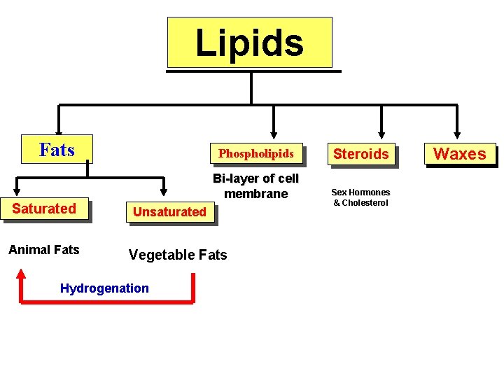 Lipids Fats Saturated Animal Fats Phospholipids Bi-layer of cell membrane Unsaturated Vegetable Fats Hydrogenation