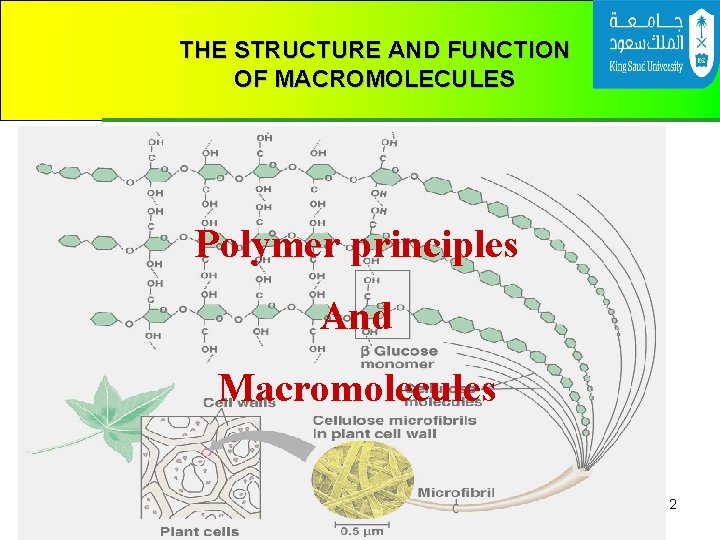 THE STRUCTURE AND FUNCTION OF MACROMOLECULES Polymer principles And Macromolecules 2 