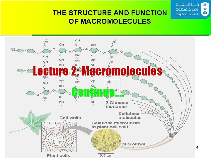 THE STRUCTURE AND FUNCTION OF MACROMOLECULES Lecture 2: Macromolecules Continuo…. 4 