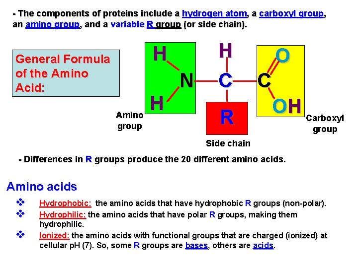 - The components of proteins include a hydrogen atom, a carboxyl group, an amino