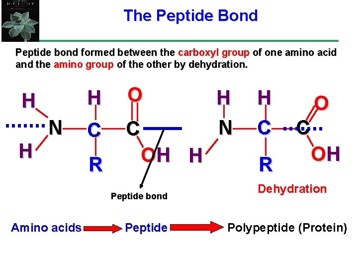 The Peptide Bond Peptide bond formed between the carboxyl group of one amino acid