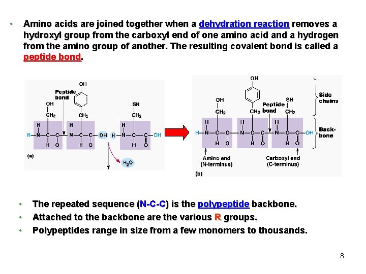  • Amino acids are joined together when a dehydration reaction removes a hydroxyl