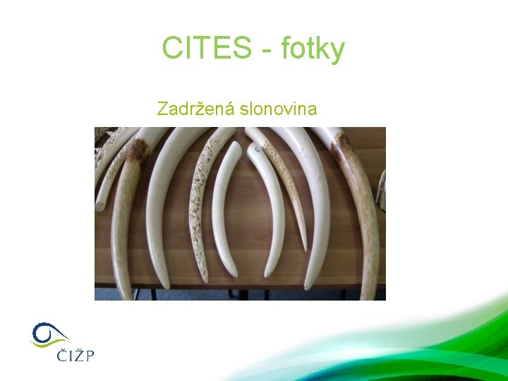 CITES - fotky Zadržená slonovina 