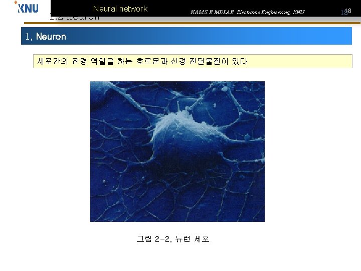 Neural network 1. 2 neuron NAM S. B MDLAB. Electronic Engineering, KNU 1, Neuron