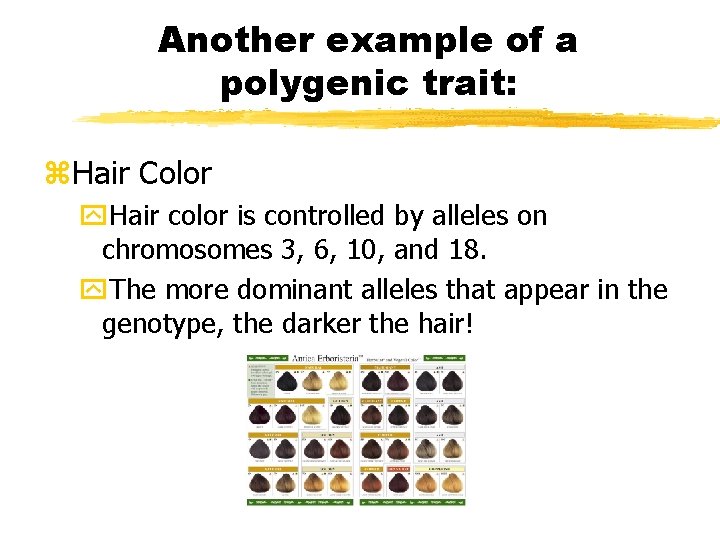 Another example of a polygenic trait: z. Hair Color y. Hair color is controlled