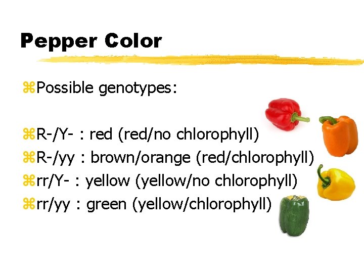 Pepper Color z. Possible genotypes: z. R-/Y- : red (red/no chlorophyll) z. R-/yy :