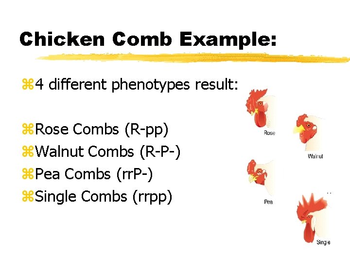Chicken Comb Example: z 4 different phenotypes result: z. Rose Combs (R-pp) z. Walnut