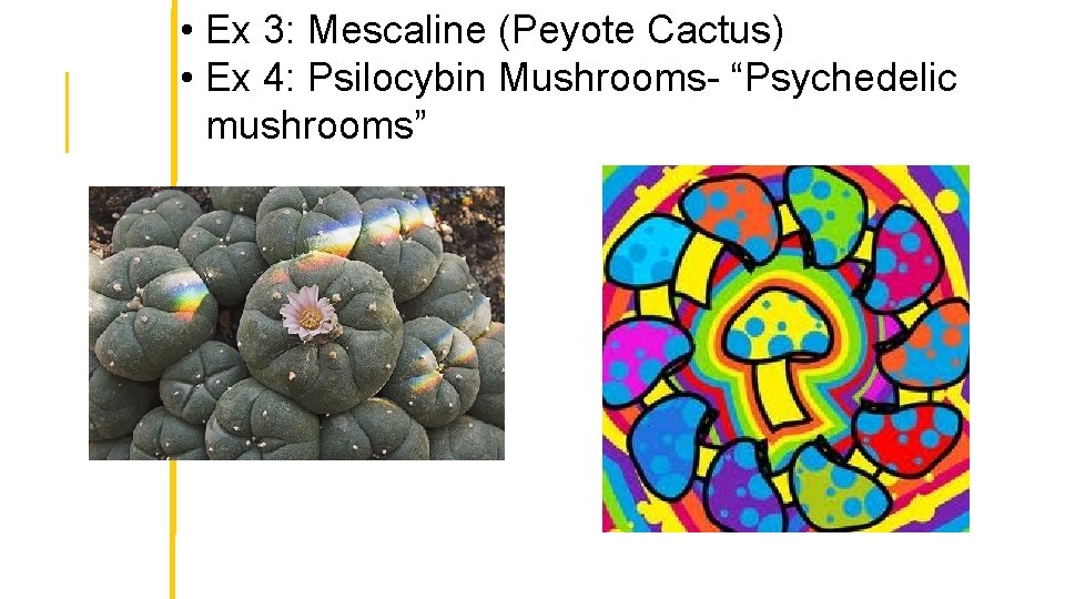  • Ex 3: Mescaline (Peyote Cactus) • Ex 4: Psilocybin Mushrooms- “Psychedelic mushrooms”