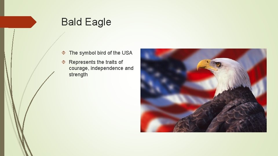 Bald Eagle The symbol bird of the USA Represents the traits of courage, independence