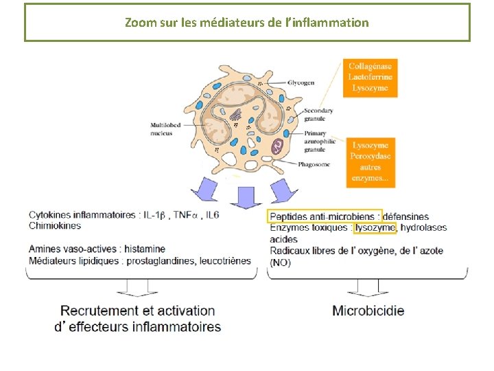 Zoom sur les médiateurs de l’inflammation 