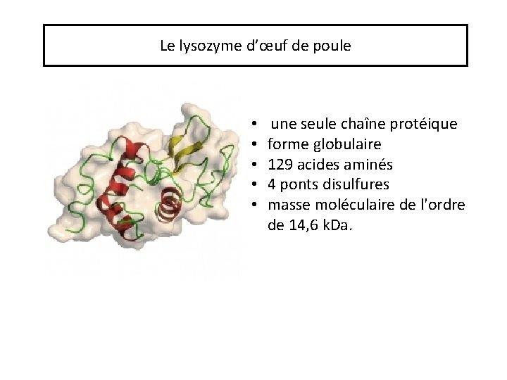 Le lysozyme d’œuf de poule • • • une seule chaîne protéique forme globulaire