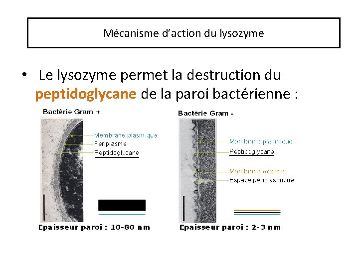 Mécanisme d’action du lysozyme • Le lysozyme permet la destruction du peptidoglycane de la