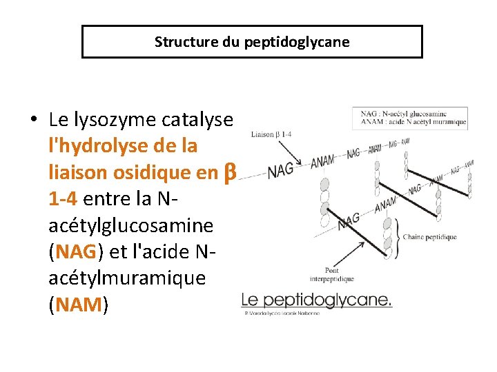 Structure du peptidoglycane • Le lysozyme catalyse l'hydrolyse de la liaison osidique en b