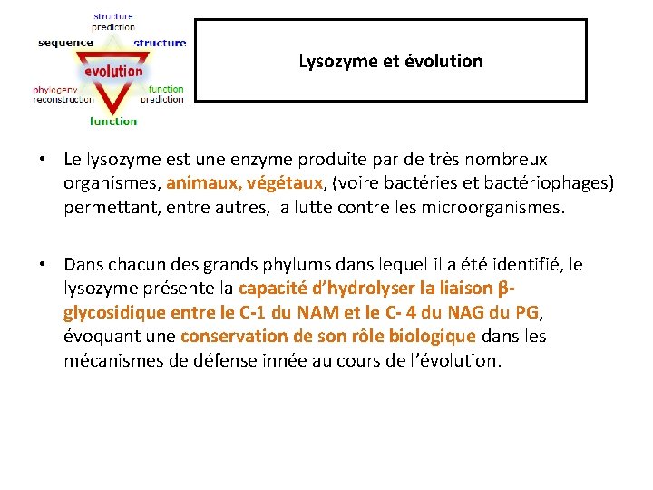 Lysozyme et évolution • Le lysozyme est une enzyme produite par de très nombreux