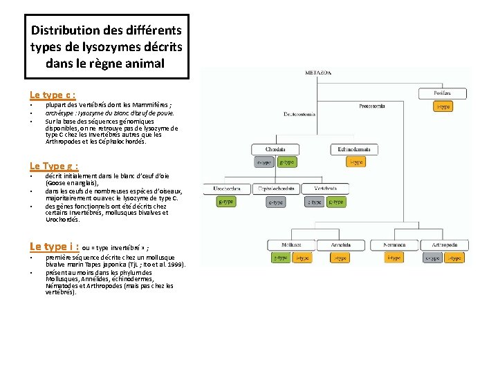 Distribution des différents types de lysozymes décrits dans le règne animal Le type c