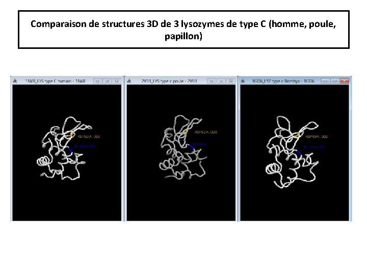 Comparaison de structures 3 D de 3 lysozymes de type C (homme, poule, papillon)
