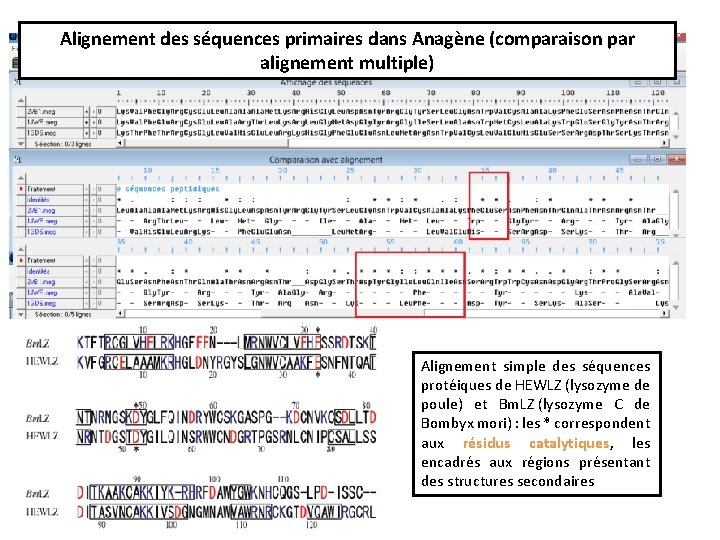 Alignement des séquences primaires dans Anagène (comparaison par alignement multiple) Alignement simple des séquences