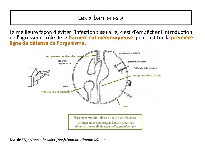 Les « barrières » La meilleure façon d'éviter l'infection tissulaire, c'est d'empêcher l'introduction de