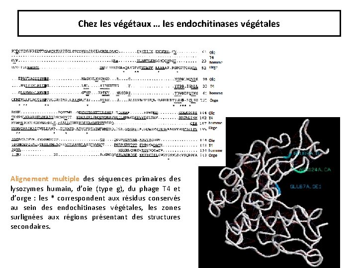 Chez les végétaux … les endochitinases végétales Alignement multiple des séquences primaires des lysozymes