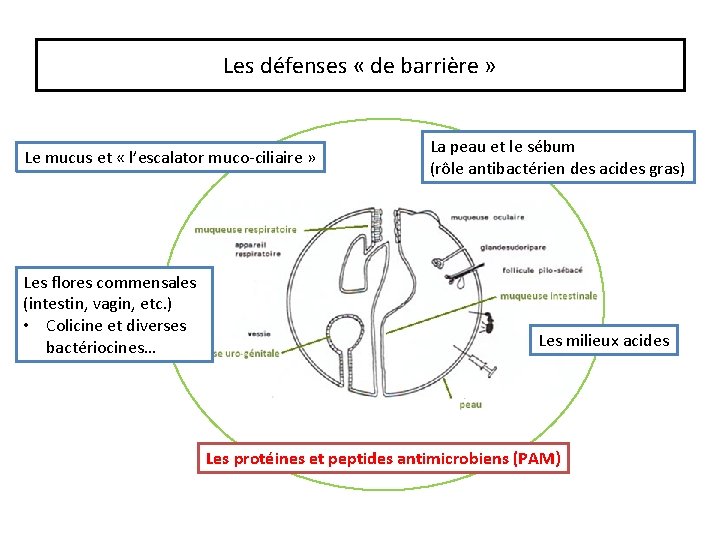 Les défenses « de barrière » Le mucus et « l’escalator muco-ciliaire » Les